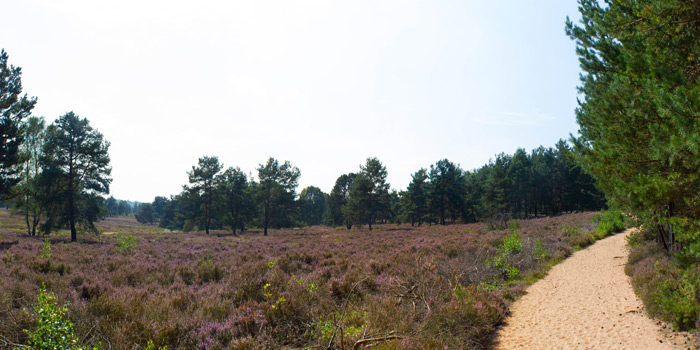 Mehlinger Heide (Pfalz)