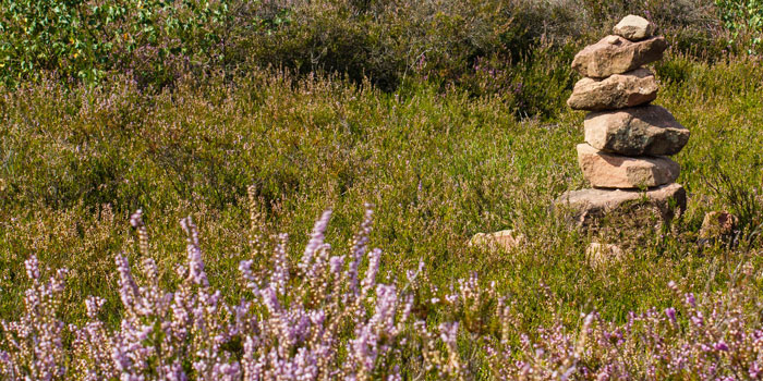 Mehlinger Heide (Pfalz)