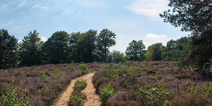 Mehlinger Heide (Pfalz)