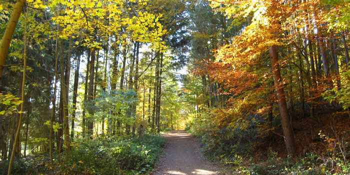 Herbstwald 2011 (Pfalz)