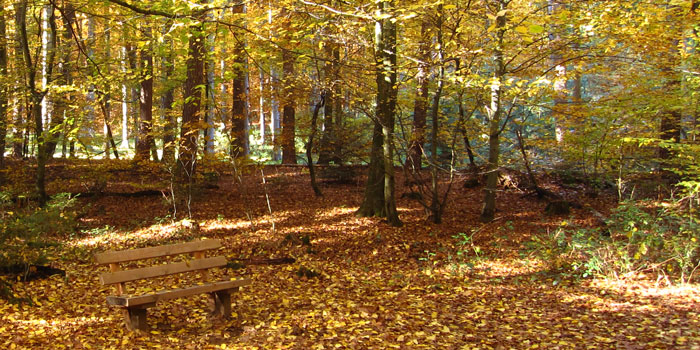 Herbstwald 2011 (Pfalz)