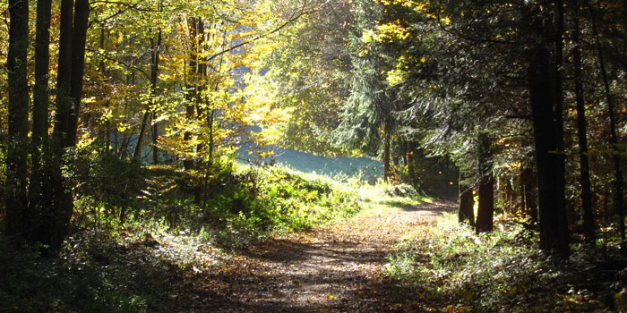 Herbstwald 2011 (Pfalz)