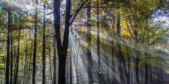 Herbstwald 2012 (Pfalz)