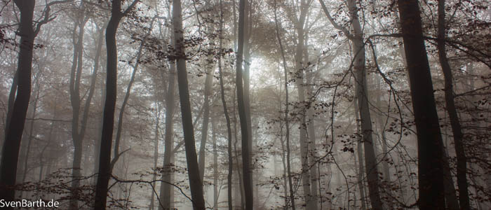 Herbstwald 2015 (Pfalz)