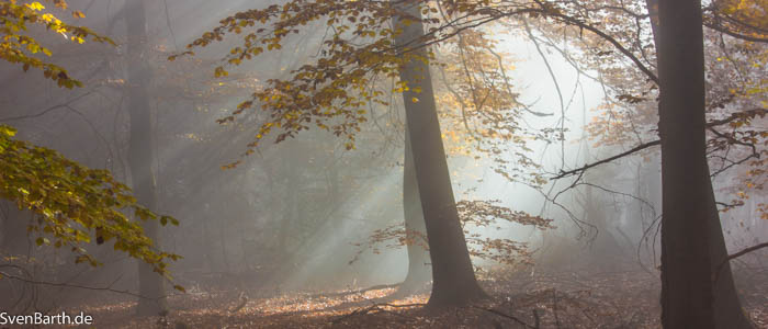 Herbstwald 2015 (Pfalz)