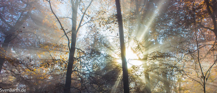 Herbstwald 2015 (Pfalz)