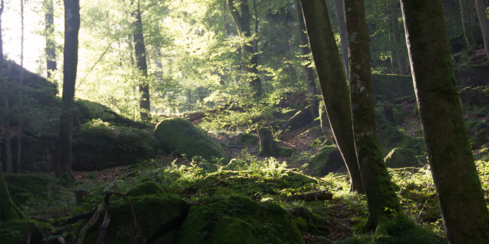 Karlstal im Sommer (Pfalz)