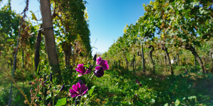 Deutsches Weintor (Pfalz)