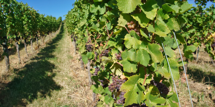 Deutsches Weintor (Pfalz)