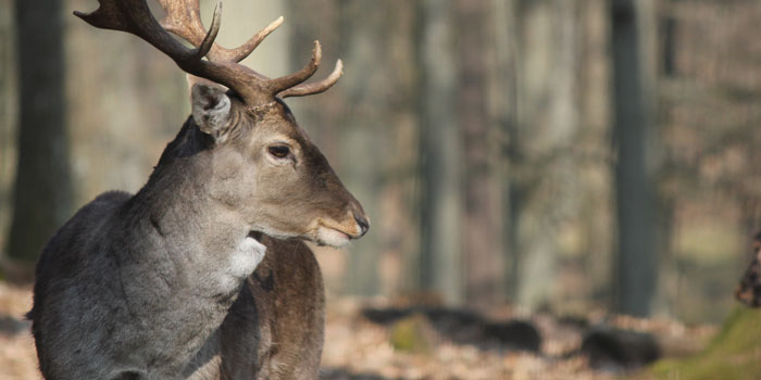 Wildpark Kaiserslautern (Pfalz)