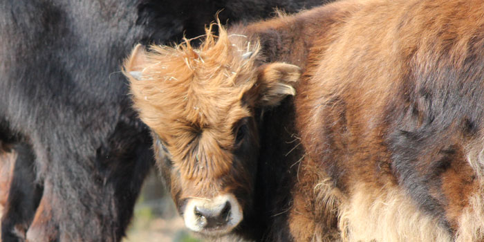 Wildpark Kaiserslautern (Pfalz)