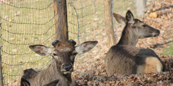 Wildpark Kaiserslautern (Pfalz)
